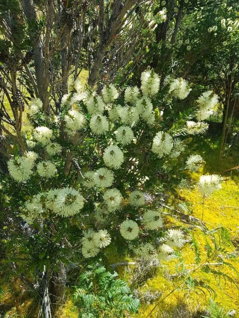 Melaleuca ericifolia