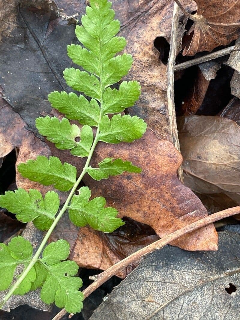 Dryopteris cristata