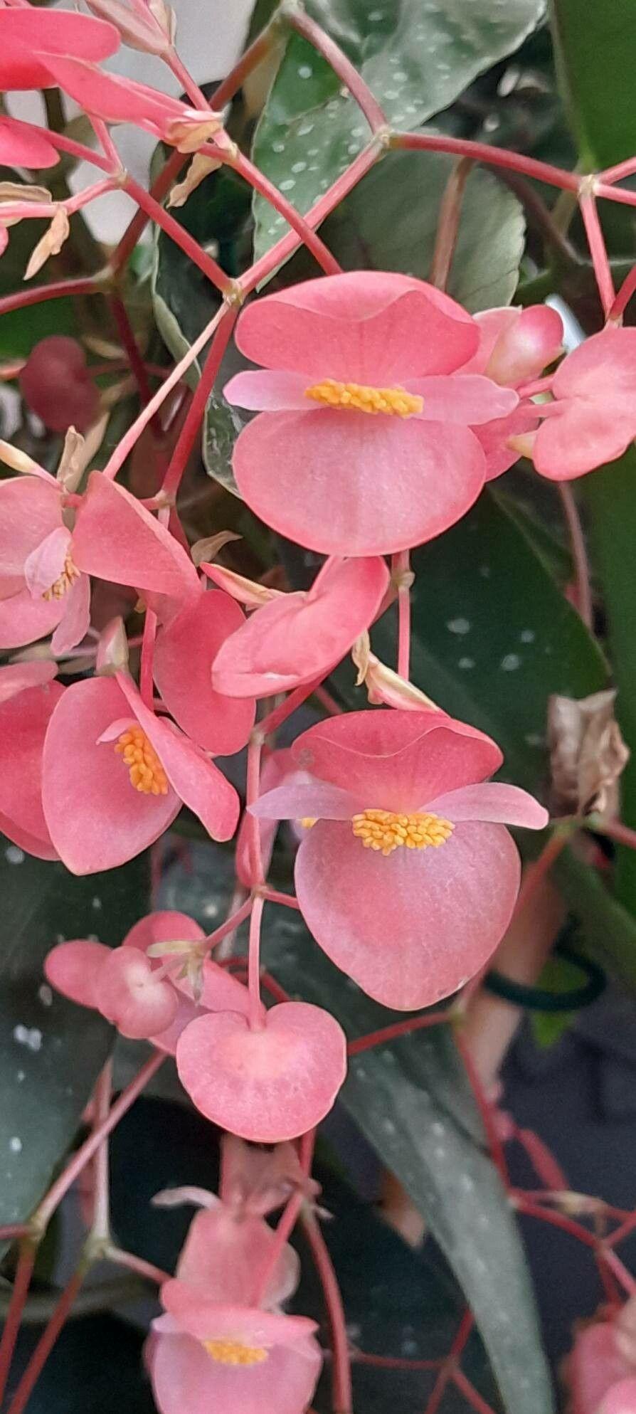 Begonia maculata