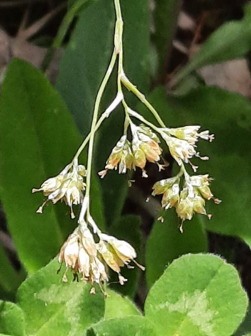 Luzula lutea