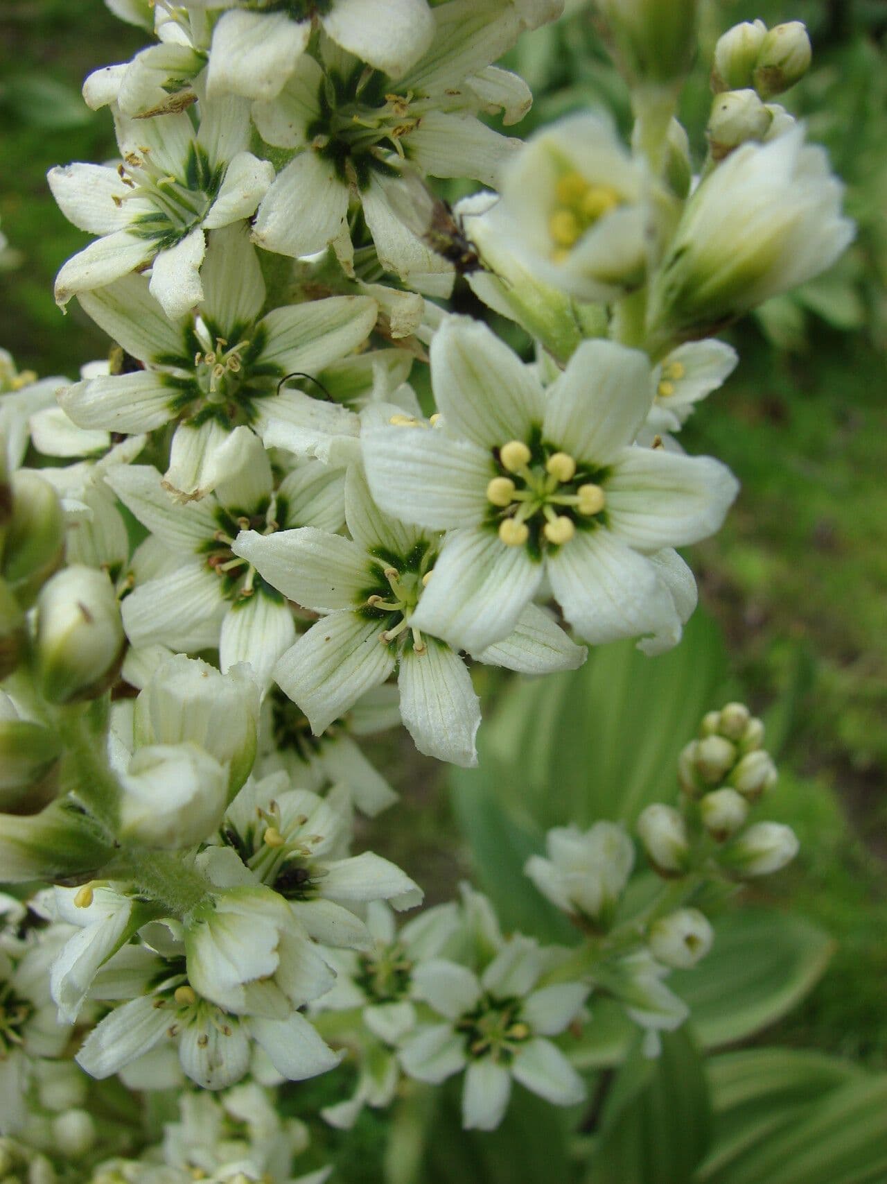 Veratrum californicum