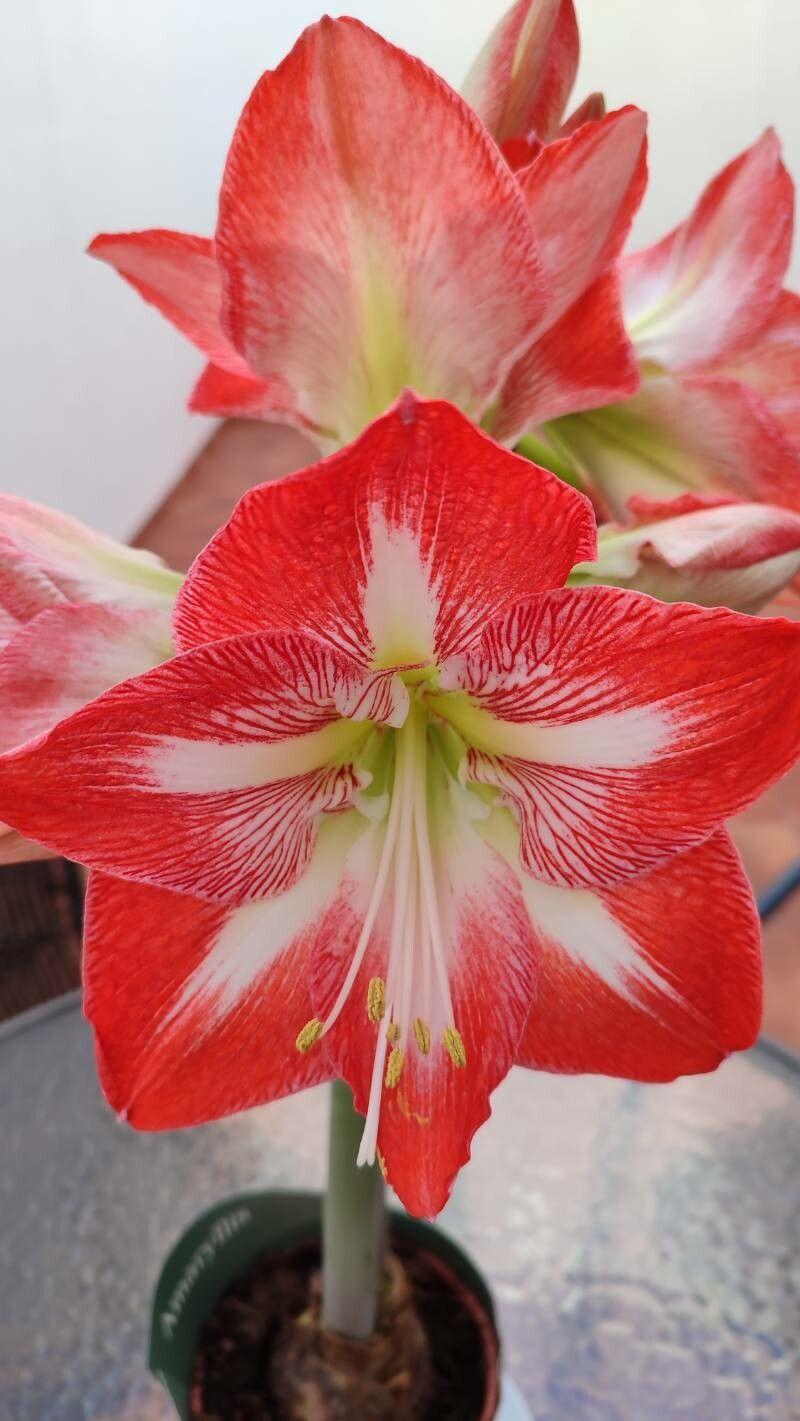 Hippeastrum correiense