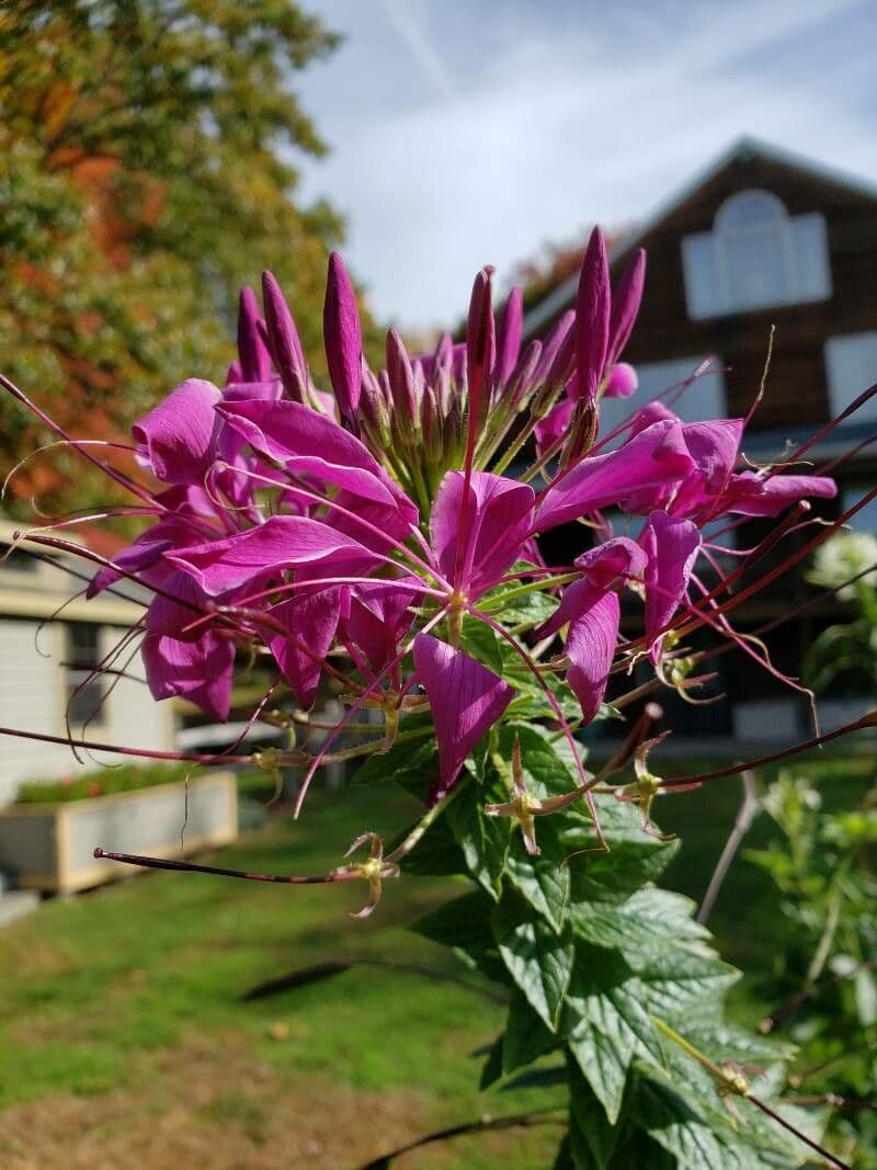 Cleome spinosa