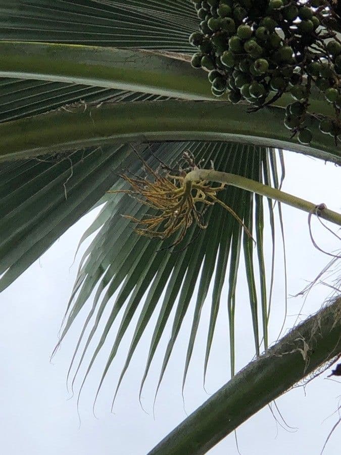 Pritchardia pacifica