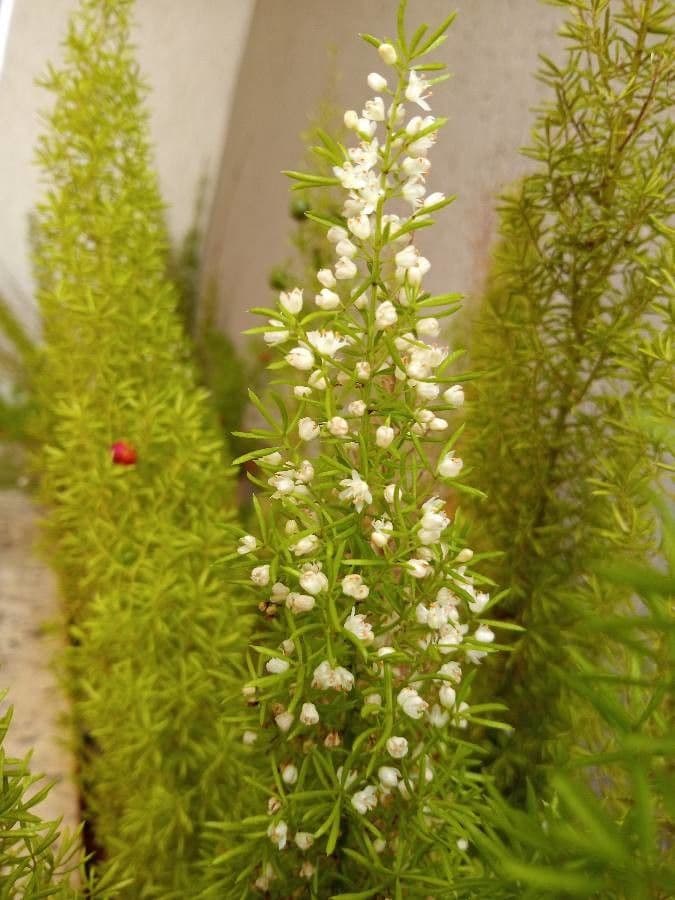 Asparagus densiflorus