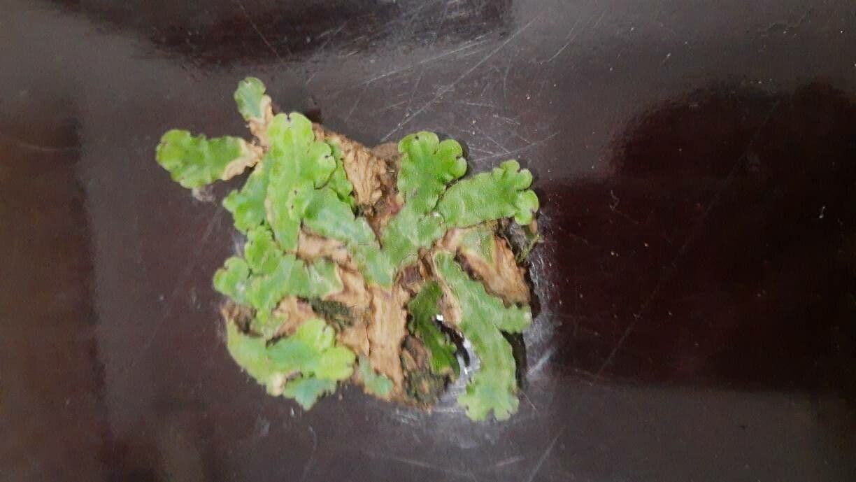 Trichomanes cuspidatum