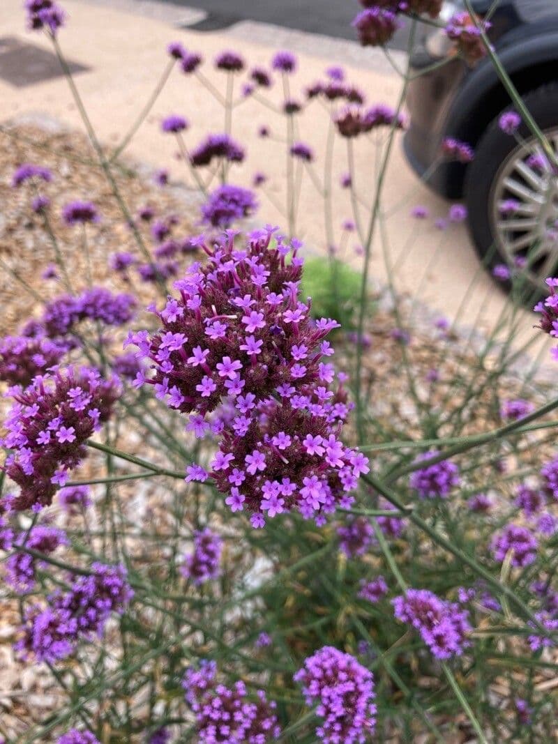 Verbena brasiliensis