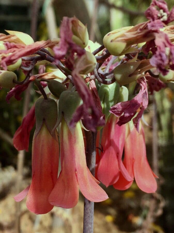 Kalanchoe delagoensis