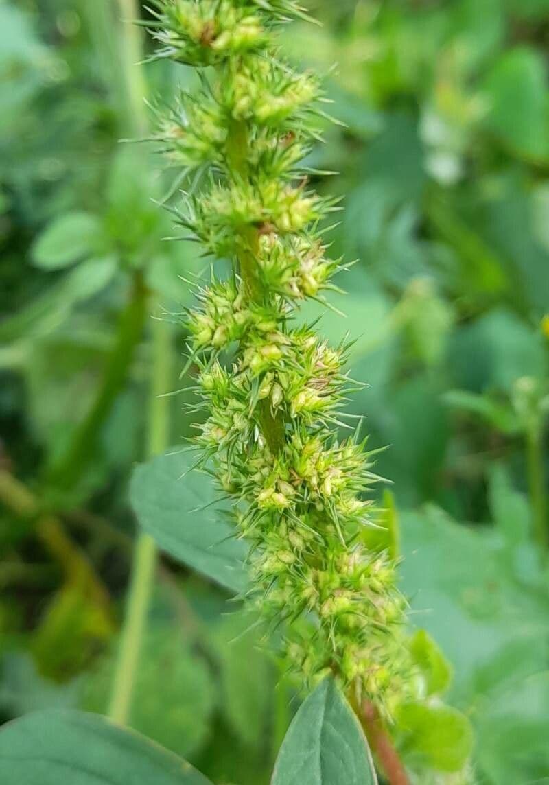 Amaranthus hybridus