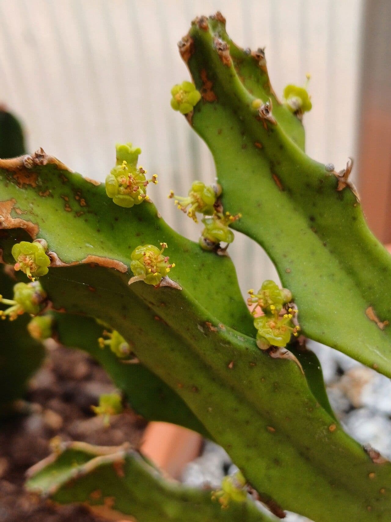 Euphorbia antiquorum