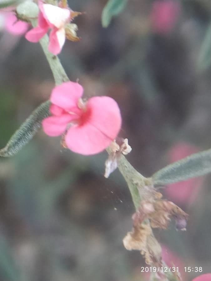 Indigofera miniata