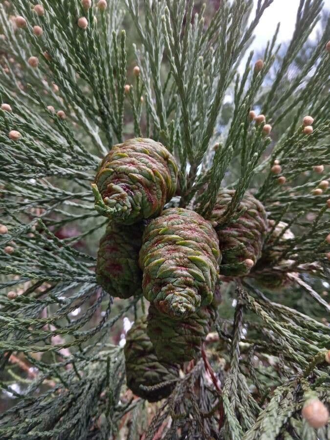 Sequoiadendron giganteum