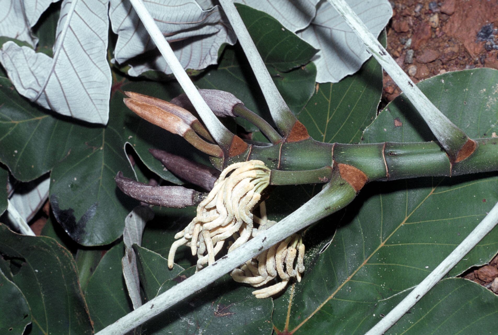 Cecropia obtusa