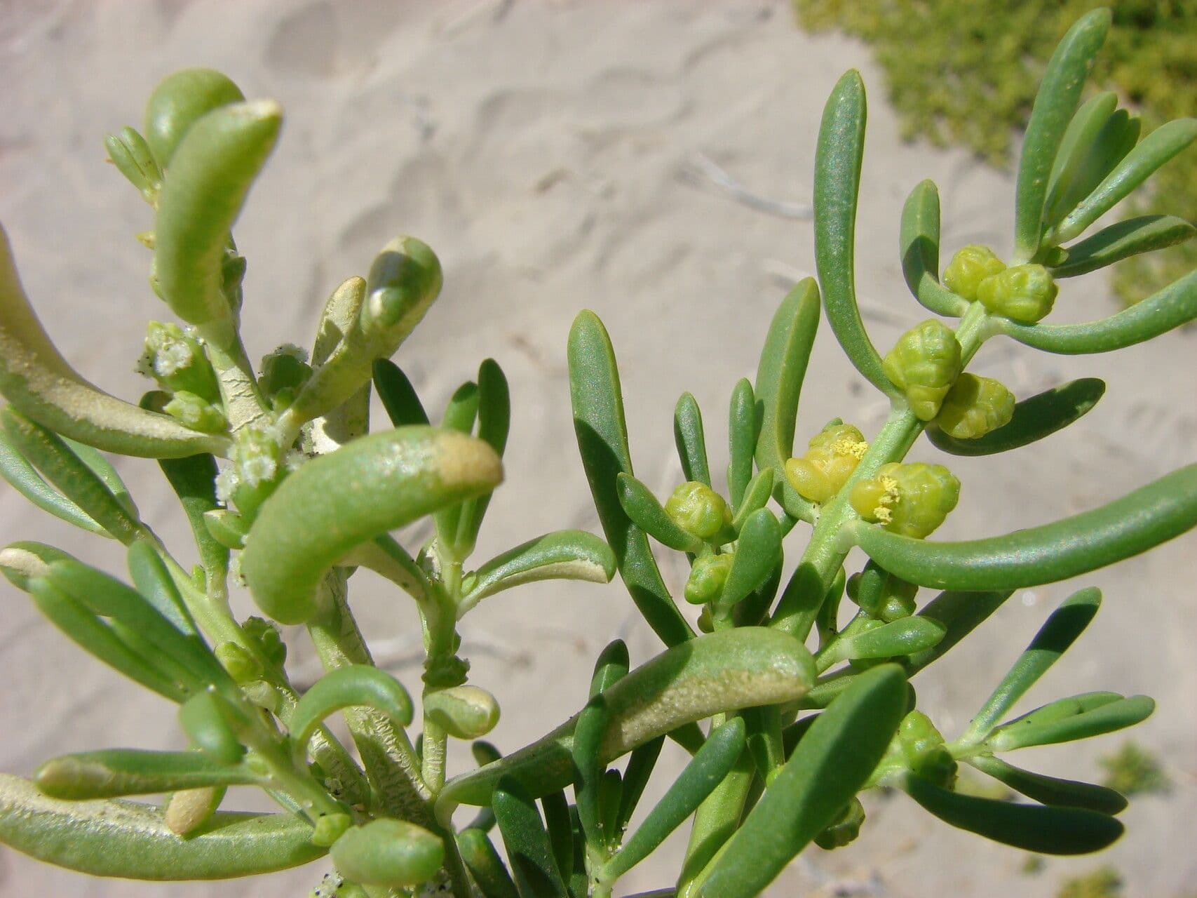 Batis maritima