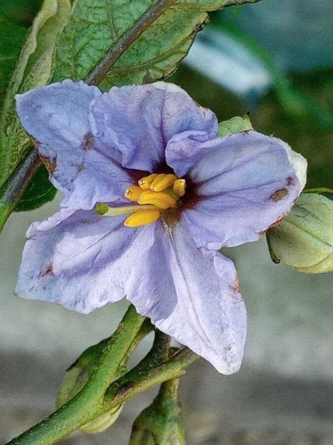 Solanum bonariense