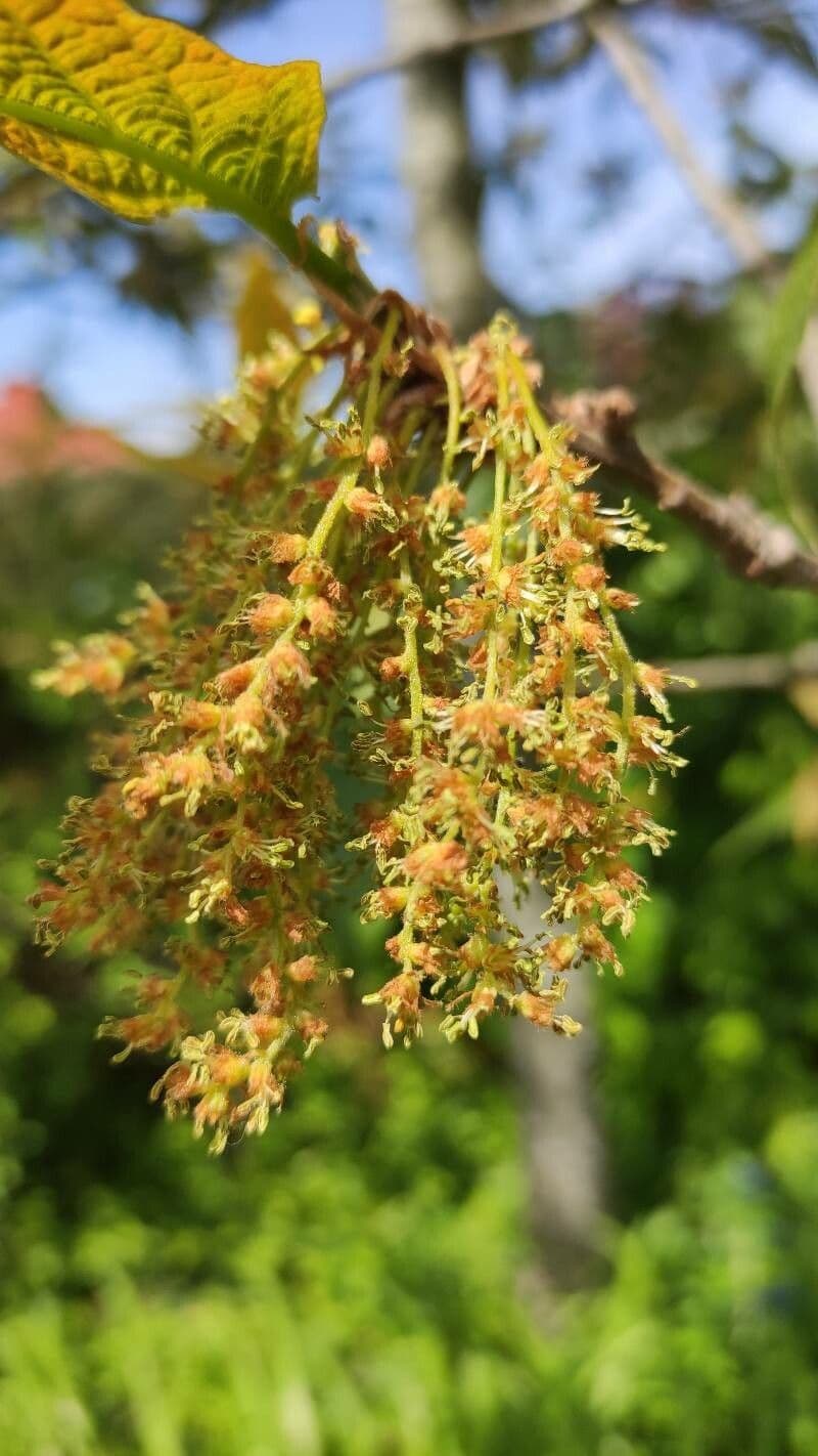 Quercus rysophylla