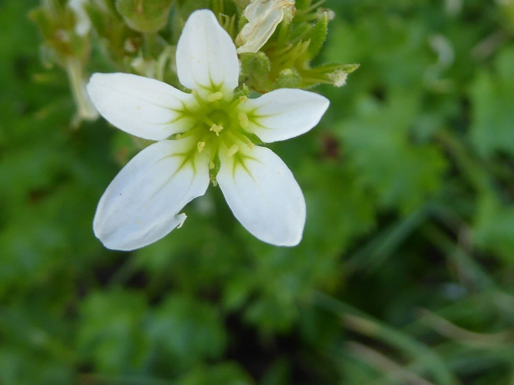 Saxifraga geranioides