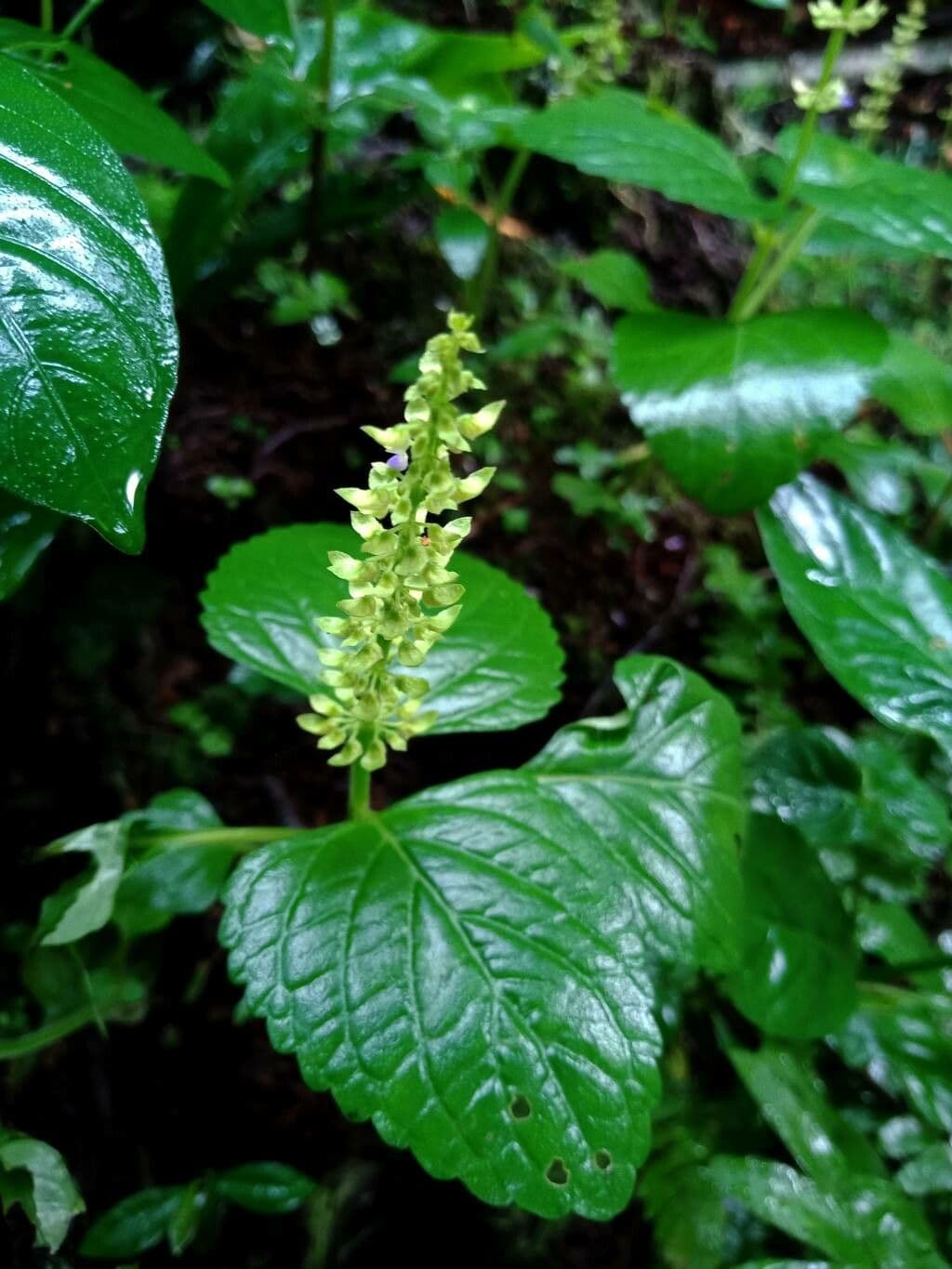 Plectranthus verticillatus