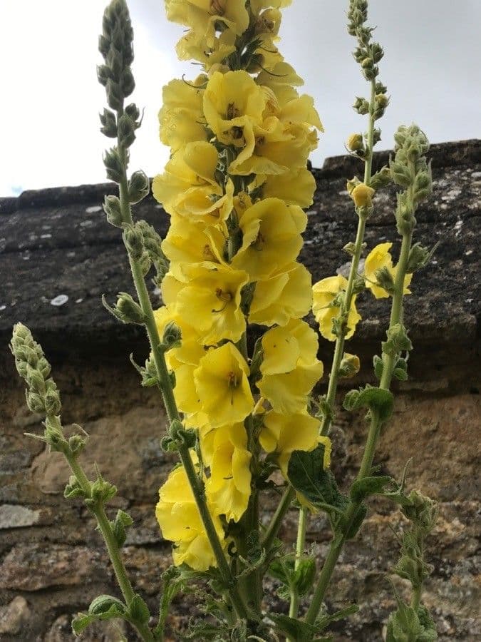 Verbascum phlomoides