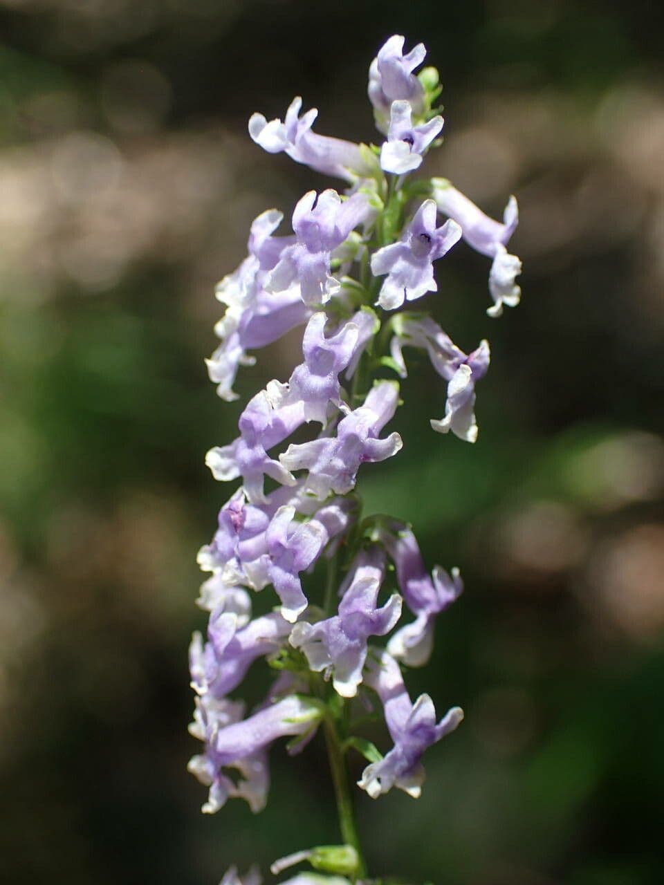 Anarrhinum bellidifolium