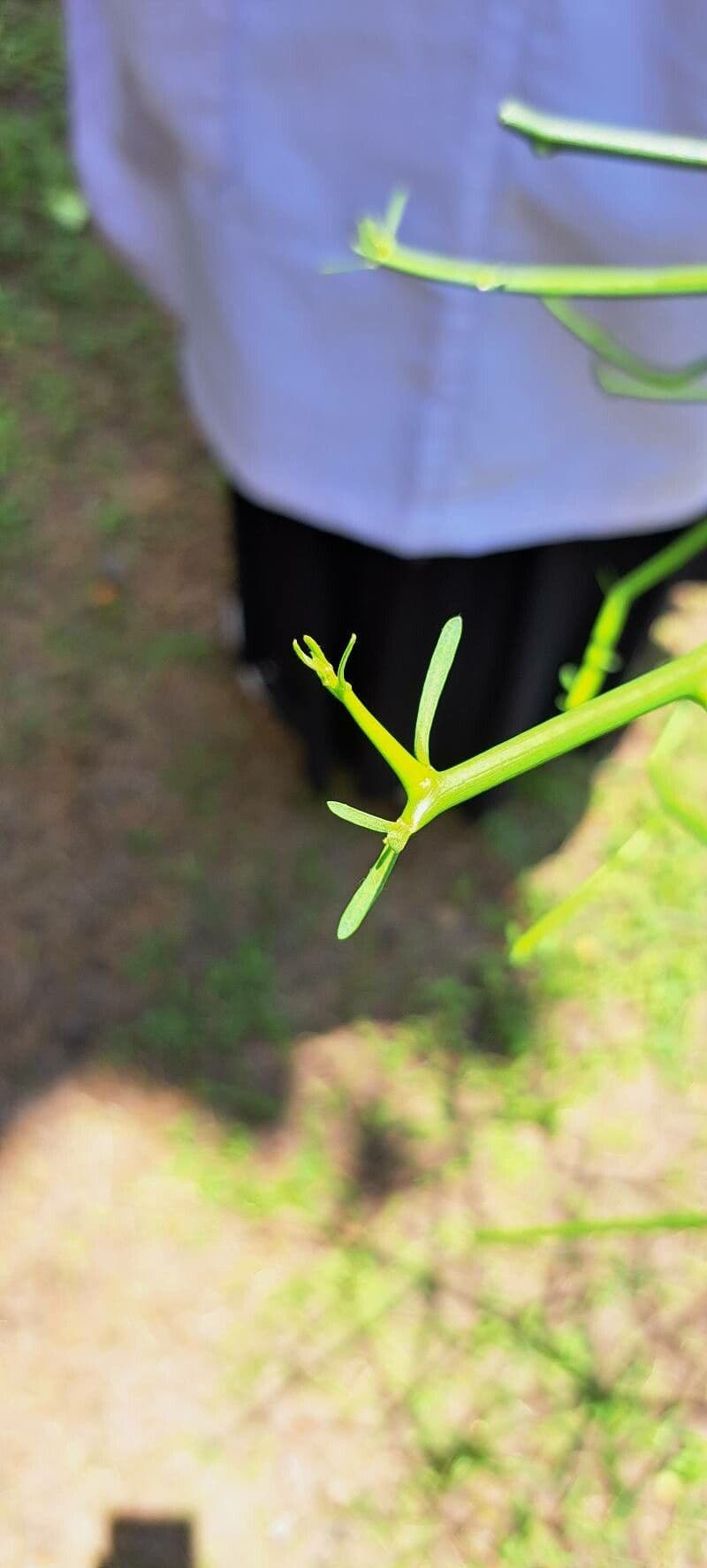 Euphorbia tirucalli