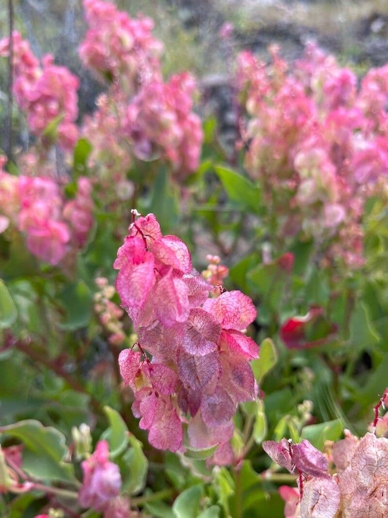 Rumex vesicarius