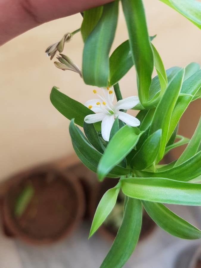 Chlorophytum capense