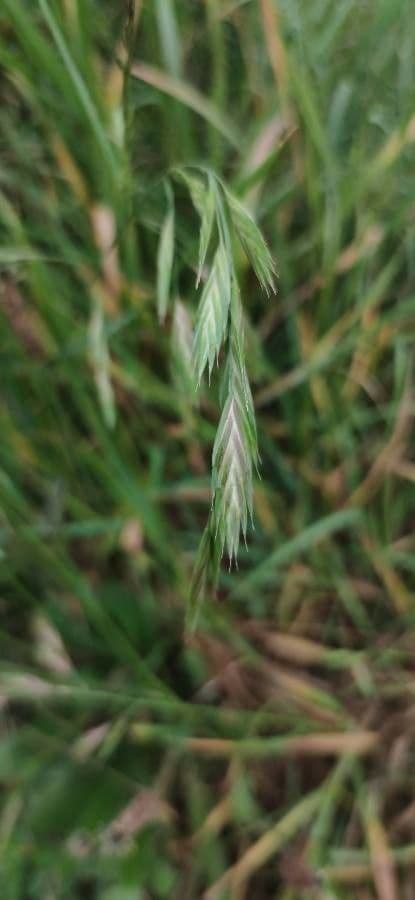 Bromus catharticus