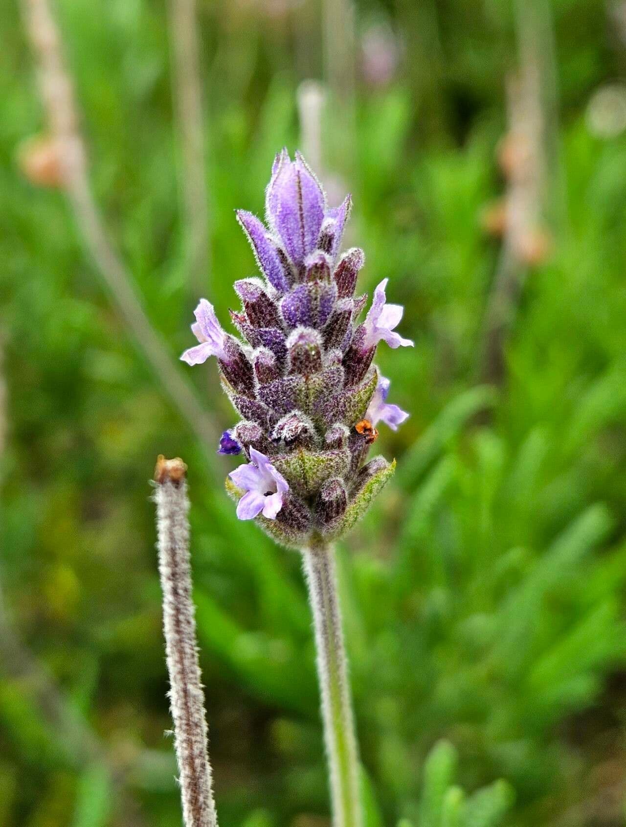 Lavandula dentata