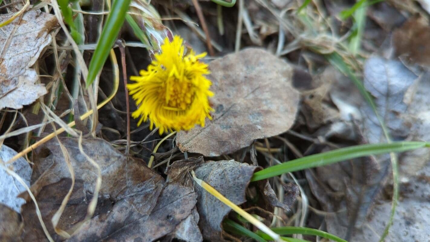 Tussilago farfara