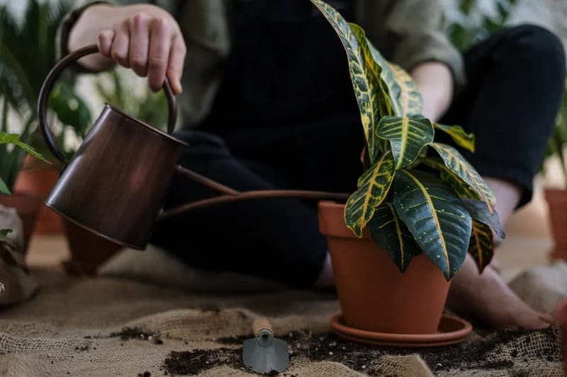 Indoor Gardening Tips And Tricks